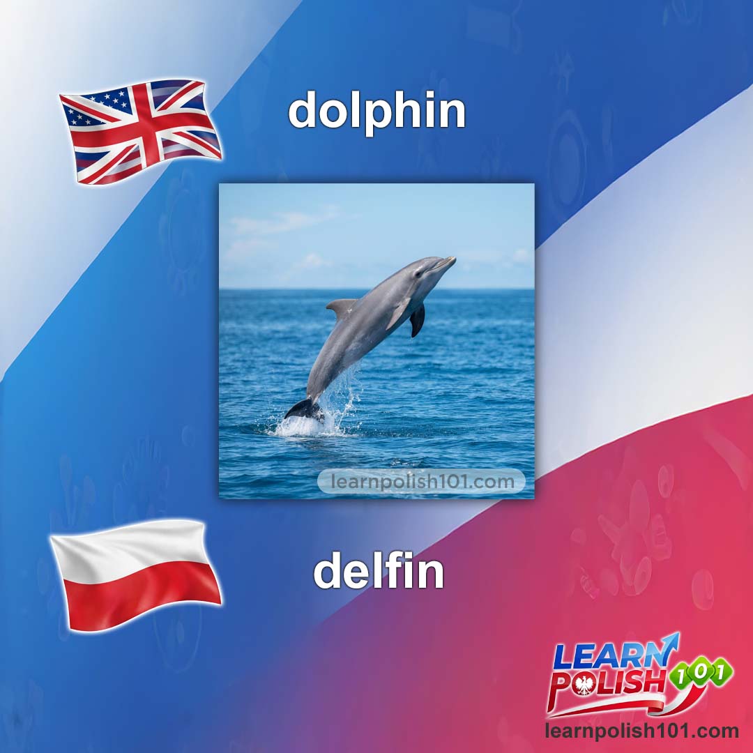 images/nearly-english-polish/delfin-pl.jpg