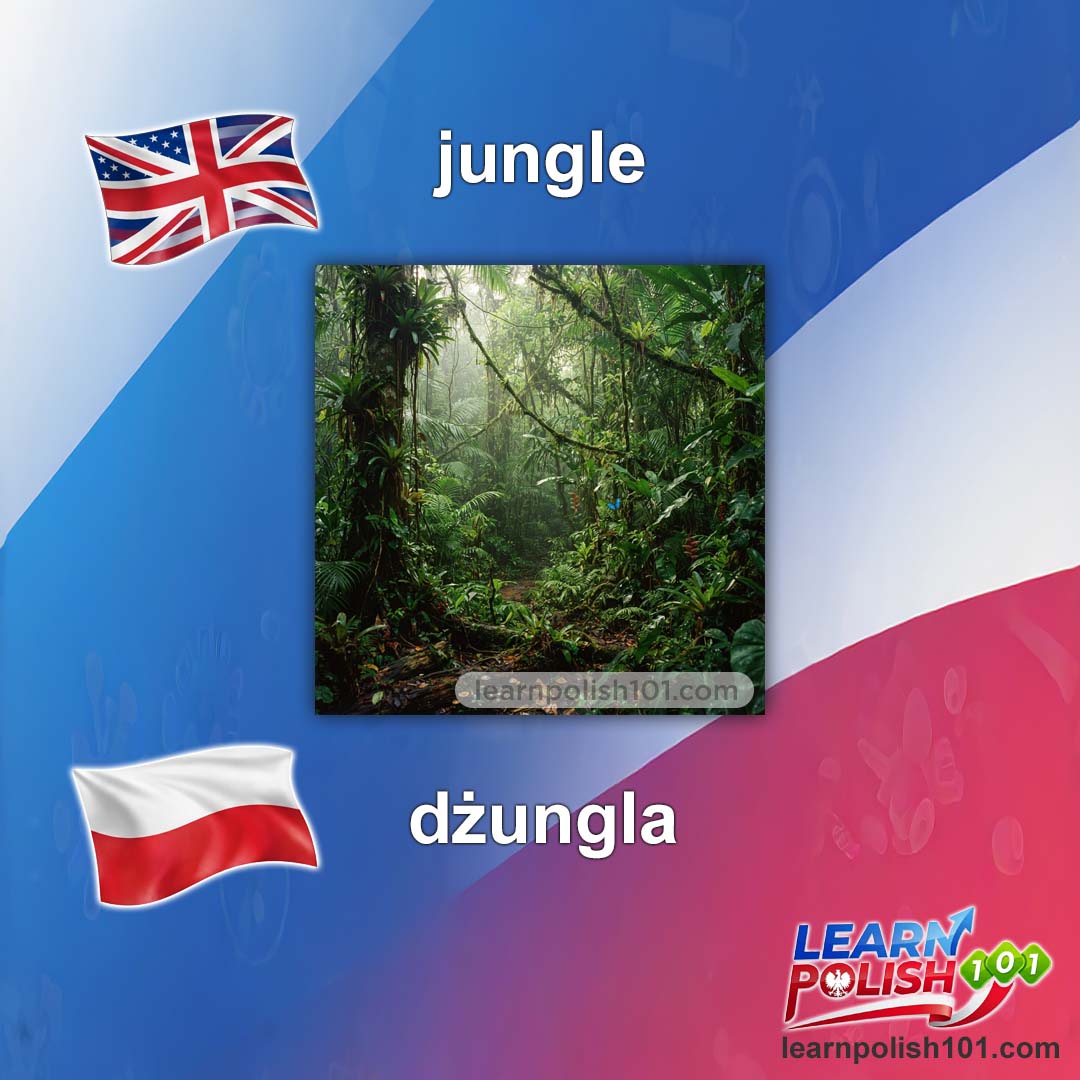 images/nearly-english-polish/dzungla-pl.jpg