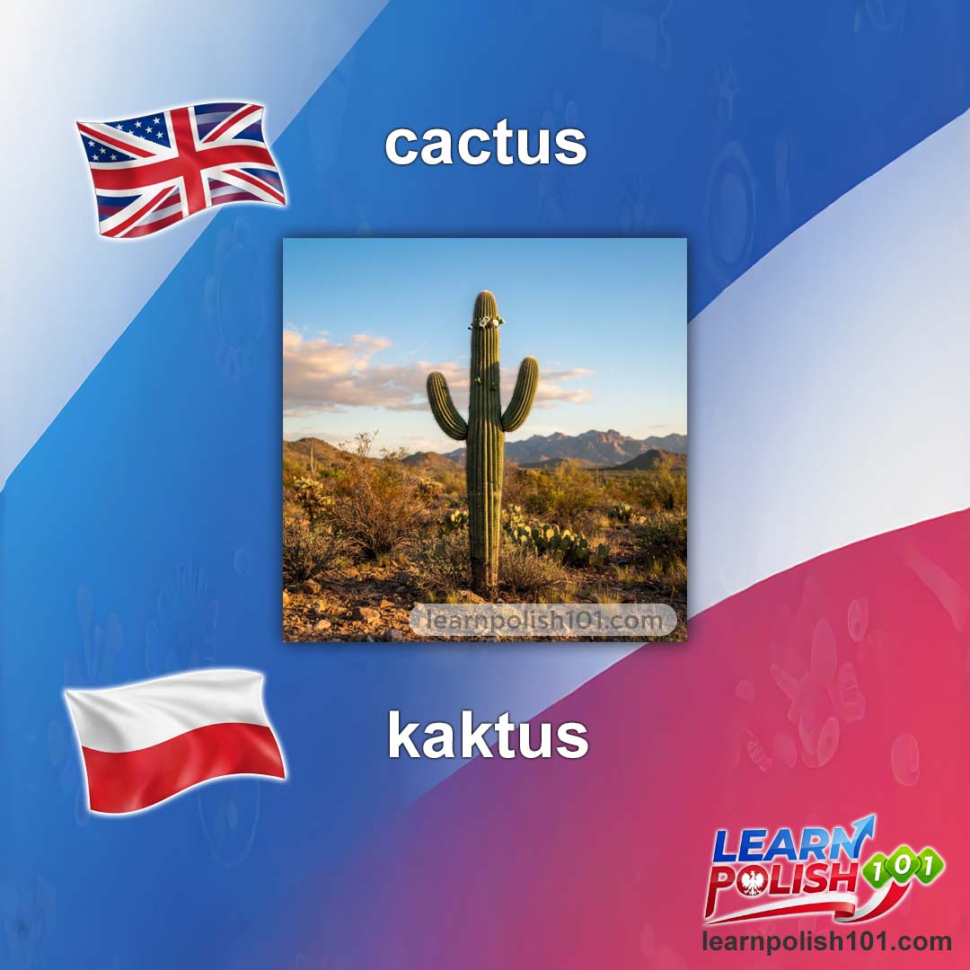 images/nearly-english-polish/kaktus-pl.jpg