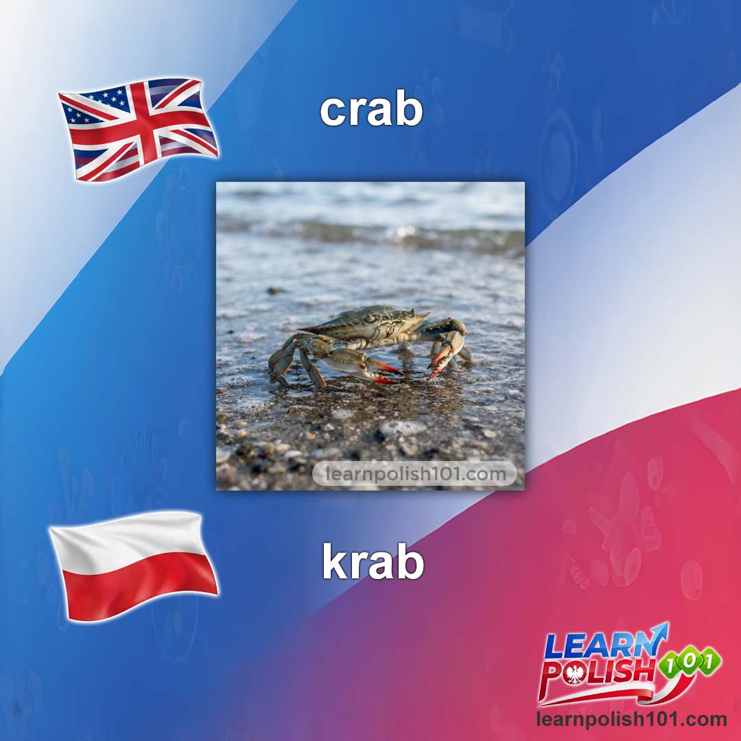 images/nearly-english-polish/krab-pl.jpg