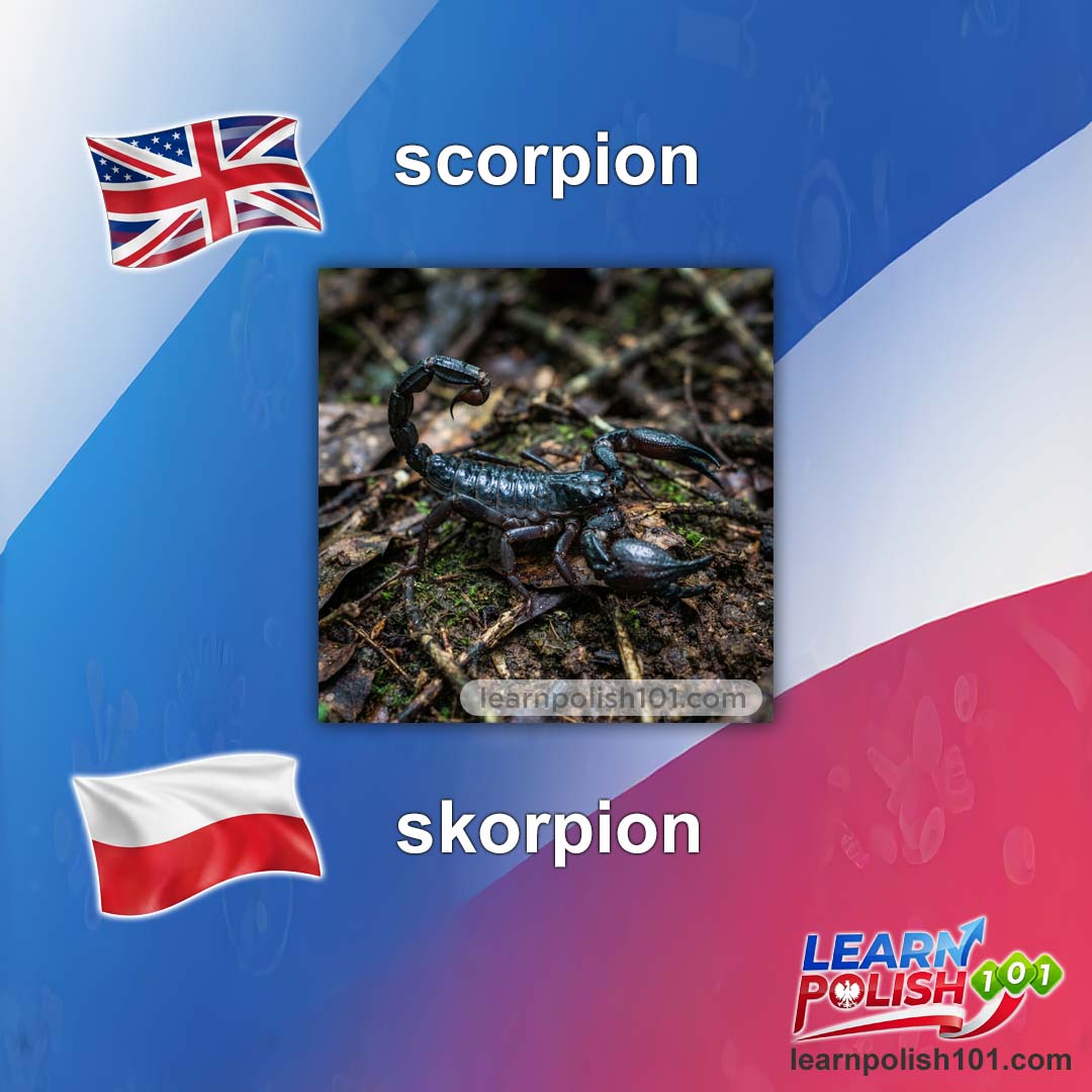 images/nearly-english-polish/skorpion-pl.jpg
